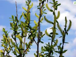 Attēlu rezultāti vaicājumam “Salix triandra”