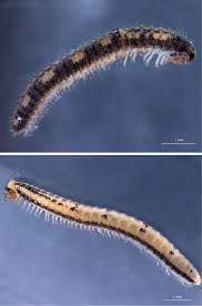 Attēlu rezultāti vaicājumam “Craspedosoma rawlinsi”