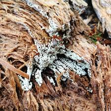 Attēlu rezultāti vaicājumam “Trichia varia spores”