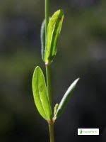 Attēlu rezultāti vaicājumam “Linum catharticum fruit”