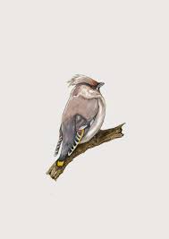 Attēlu rezultāti vaicājumam “Bombycilla garrulus”