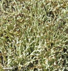 Attēlu rezultāti vaicājumam “Cladonia”