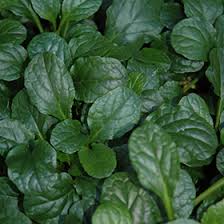 Attēlu rezultāti vaicājumam “Ajuga genevensis leaf”