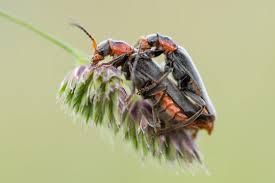 Attēlu rezultāti vaicājumam “Cantharis rustica”