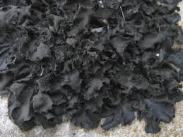 Attēlu rezultāti vaicājumam “Collema flaccidum”