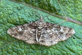 Attēlu rezultāti vaicājumam “Cleora cinctaria”