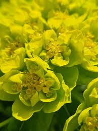 Attēlu rezultāti vaicājumam “Euphorbia palustris flower”