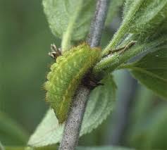 Attēlu rezultāti vaicājumam “Satyrium ilicis underside”