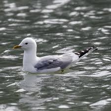Attēlu rezultāti vaicājumam “Larus canus”