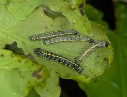 Attēlu rezultāti vaicājumam “Orthosia larvae”