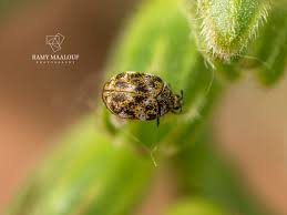 Attēlu rezultāti vaicājumam “Anthrenus verbasci”