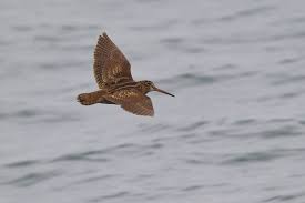 Attēlu rezultāti vaicājumam “Scolopax rusticola”