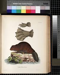 Image result for Castor fiber