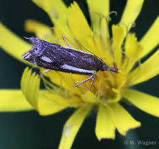 Attēlu rezultāti vaicājumam “Crambus heringiellus”
