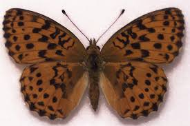 Attēlu rezultāti vaicājumam “Brenthis daphne underside”