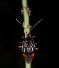 Attēlu rezultāti vaicājumam “Deraeocoris ruber”