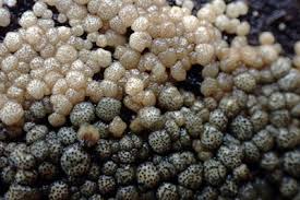 Attēlu rezultāti vaicājumam “Hypocrea gelatinosa”