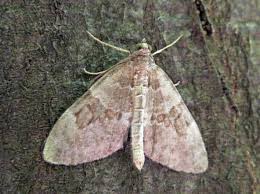 Attēlu rezultāti vaicājumam “Thera variata”