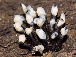 Attēlu rezultāti vaicājumam “Holwaya mucida”