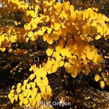 Attēlu rezultāti vaicājumam “Cercidiphyllum japonicum flower”