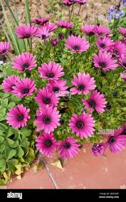 Image result for Dimorphotheca pluvialis