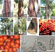 Attēlu rezultāti vaicājumam “Neonectria fuckeliana”