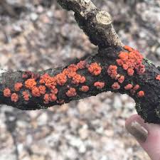 Attēlu rezultāti vaicājumam “Peniophora rufa”