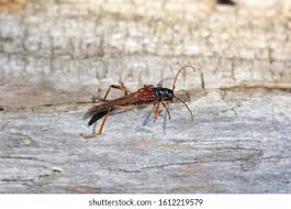 Attēlu rezultāti vaicājumam “Necydalis major”