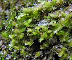 Attēlu rezultāti vaicājumam “Tritomaria exsectiformis”