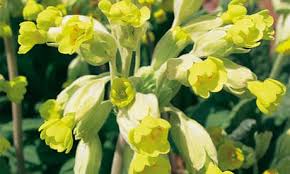 Attēlu rezultāti vaicājumam “Primula veris”