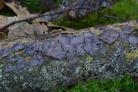 Attēlu rezultāti vaicājumam “Peniophora laurentii”