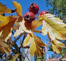 Attēlu rezultāti vaicājumam “Crataegus x macrocarpa fruit”