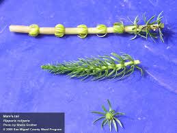 Attēlu rezultāti vaicājumam “Hippuridaceae”