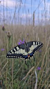 Attēlu rezultāti vaicājumam “Papilio machaon”