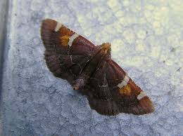 Attēlu rezultāti vaicājumam “Pyralis regalis”