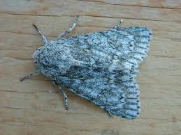 Attēlu rezultāti vaicājumam “Acronicta aceris”