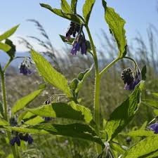 Attēlu rezultāti vaicājumam “Symphytum asperum leaf”