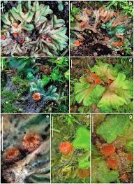 Attēlu rezultāti vaicājumam “Octosporella jungermanniarum”