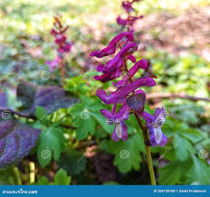 Attēlu rezultāti vaicājumam “Corydalis cava”
