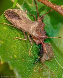 Attēlu rezultāti vaicājumam “Coreus marginatus”