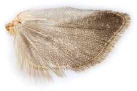 Attēlu rezultāti vaicājumam “Epinotia brunnichana”