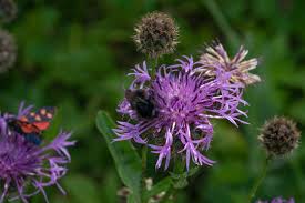 Image result for Flockenblume