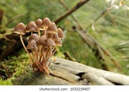 Attēlu rezultāti vaicājumam “Mycena stipata”