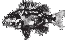 Image result for Cymatoceps nasutus