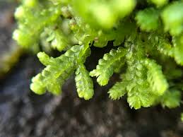 Attēlu rezultāti vaicājumam “Lepidozia reptans”