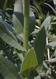 Attēlu rezultāti vaicājumam “Hesperis matronalis leaf”