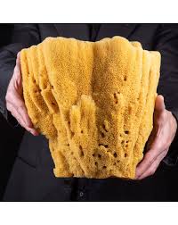 Attēlu rezultāti vaicājumam “Spongia”