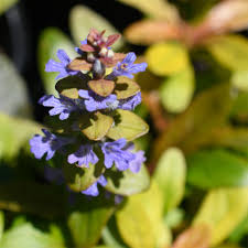 Attēlu rezultāti vaicājumam “Ajuga reptans flower”