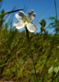 Attēlu rezultāti vaicājumam “Epilobium palustre”