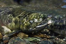 Image result for Oncorhynchus keta
